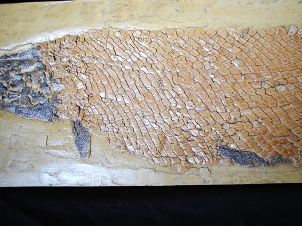 Amazon | 巨大レピソステウス類ガーパイク化石レプリカ教材貴重種 303